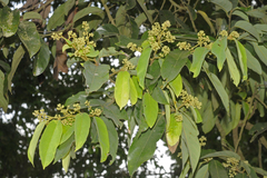 Cryptocarya beddomei